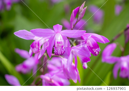 Silane Silane 126937901