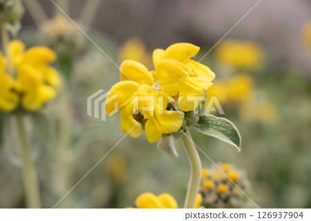 Jerusalem sage Jerusalem sage 126937904