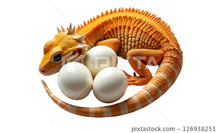 The female bearded dragon is curled around a cluster of leathery white eggs, showcasing a nurturing behavior. The vibrant colors of the dragon contrast with the pale eggs. The female bearded dragon is curled around a cluster of leathery white eggs, showcasing a nurturing behavior. The vibrant colors of the dragon contrast with the pale eggs. 126938251