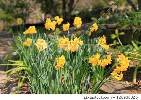 Yellow daffodil flower Talia Yellow daffodil flower Talia 126938320