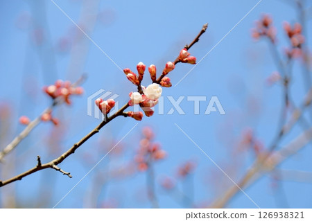 Apricot flowers starting to bloom - goal chart Apricot flowers starting to bloom - goal chart 126938321