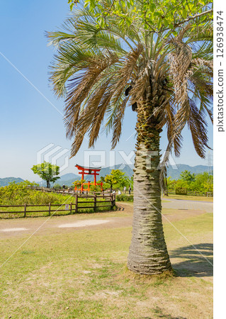 (Hatsukaichi City, Hiroshima Prefecture) Palm trees on the observation deck at Miyajima Service Area on the Sanyo Expressway 126938474
