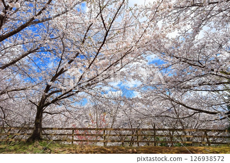 [Kagawa Prefecture] Sakura blossoms bloom at Asahiyama Forest Park in spring 126938572