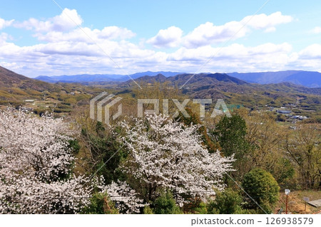 【香川縣】旭山森林公園春季櫻花與金刀比羅神社大馬山櫻花 【香川縣】旭山森林公園春季櫻花與金刀比羅神社大馬山櫻花 126938579