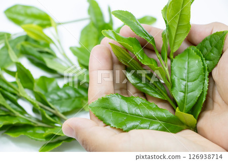 茶葉 茶葉 126938714