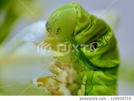 The survival strategies of swallowtail butterfly larvae. Eye patterns and real eyes. 126938719