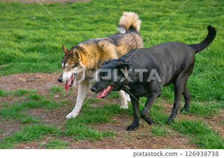 An Eskimo Laika and a German Shepherd Labrador mix are on the case 126938738