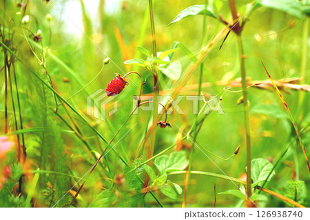 One wild red strawberry in green summer lawn One wild red strawberry in green summer lawn 126938740