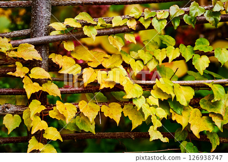Hedge fence made of branches and cuttings with autumn yellow leaves 126938747