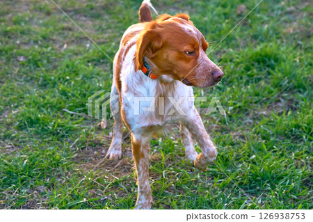 Serious cute red spaniel walking on green grass  126938753