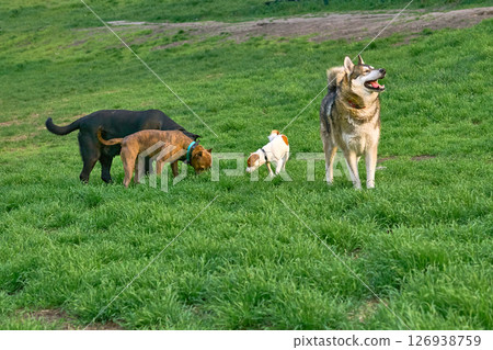 Eskimo dog, Jack Russell Terrier, Pitbull, Labrador playing on grassy area 126938759