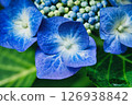 藍色繡球花 126938842