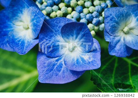 Blue hydrangea Blue hydrangea 126938842