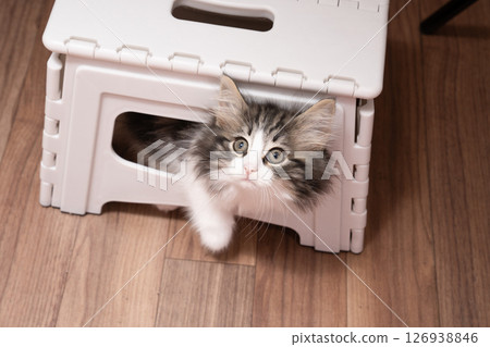 挪威森林貓小貓在腳凳上 126938846