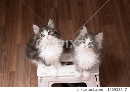 兩隻小貓在凳子上 126938847