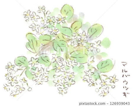 春天植物的水彩插圖，一束純白色的日本木瓜花 126939043