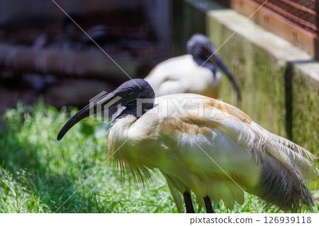 一對圈養的日本朱鷺 126939118