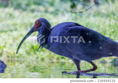 一隻日本朱鹮在池塘裡尋找食物 126939119