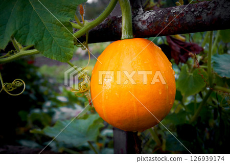 Ripe orange pumpkin hanging on a dark fence 126939174