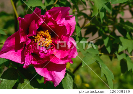 Pink blossoming peony in the green spring garden 126939189