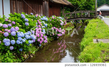 河邊盛開的繡球花和水面上美麗的倒影 126939361