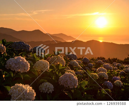 黃昏時分繡球花的剪影 126939388