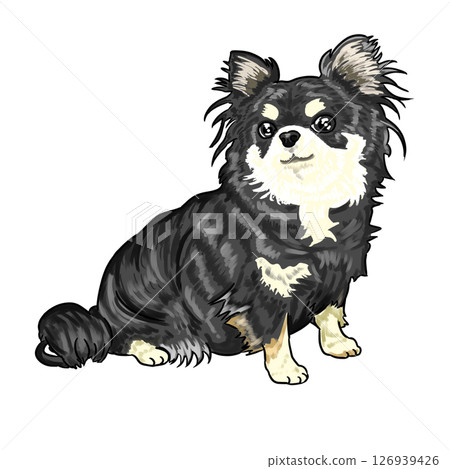 Chihuahua  126939426