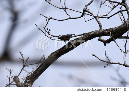 金時山登山 - 灰頂啄木鳥 126939448