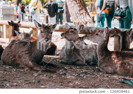 Staring deer Staring deer 126939461