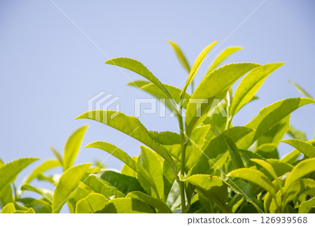 茶葉,藍天 茶葉,藍天 126939568