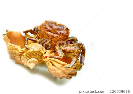 Summer souvenir. Seashells with a sitting crab Summer souvenir. Seashells with a sitting crab 126939686