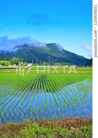清晨的里山：鏡面倒映：栃木市大久保町附近，新綠色的田園風光 126939881