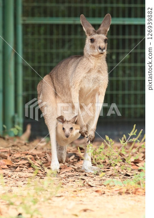Kangaroo parent and child, baby kangaroo peeking out from its stomach pouch Kangaroo parent and child, baby kangaroo peeking out from its stomach pouch 126939882