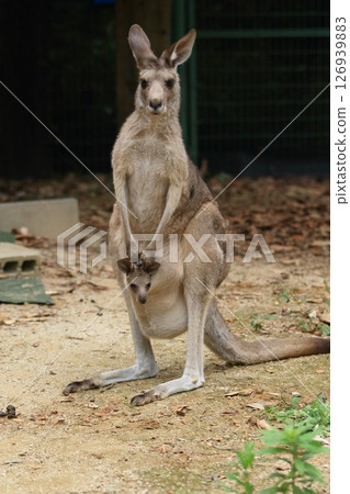 袋鼠父母和孩子,小袋鼠從胃袋偷看 袋鼠父母和孩子,小袋鼠從胃袋偷看 126939883