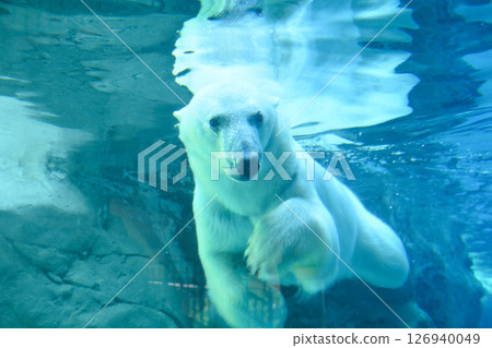 旭山動物園北極熊 126940049