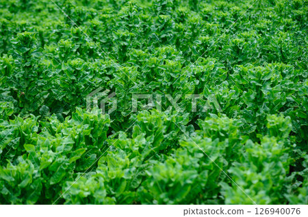 Green stem lettuce in garden 126940076