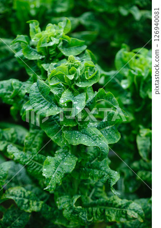 Green stem lettuce in garden Green stem lettuce in garden 126940081
