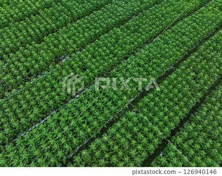 Green stem lettuce crops in garden Green stem lettuce crops in garden 126940146