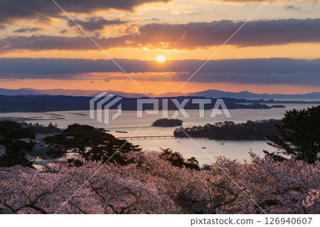 Cherry blossoms of Matsushima, one of Japan's three most scenic spots, at sunrise from Saigyo-Modoshi-no-matsu Park Cherry blossoms of Matsushima, one of Japan's three most scenic spots, at sunrise from Saigyo-Modoshi-no-matsu Park 126940607