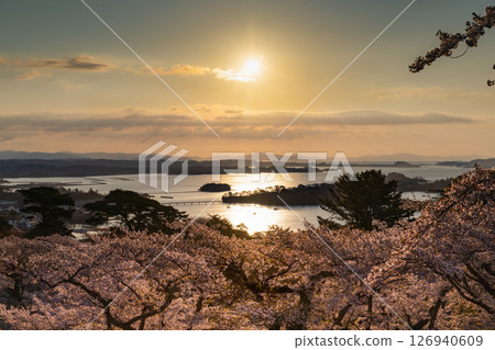 西行毛都鬆公園日出時分，日本三景之一鬆島的櫻花盛開 126940609