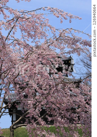 高田城公園櫻花盛開 126940664