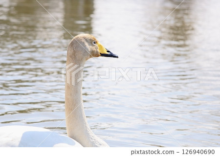 Swans visiting Hokkaido in spring dyed with the pigments of aquatic plants Swans visiting Hokkaido in spring dyed with the pigments of aquatic plants 126940690