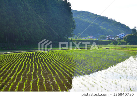 栃木市大久保町附近的清晨，綠意盎然的鄉村 126940750