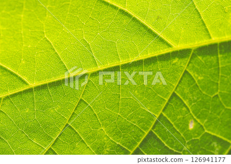 Light shines through the leaves Macro photography 16 Light shines through the leaves Macro photography 16 126941177