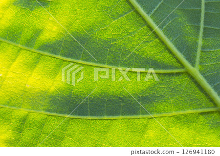 Light shines through the leaves Macro photography 19 126941180