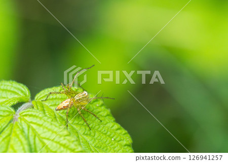 Sasagumo spider on a leaf 01 126941257