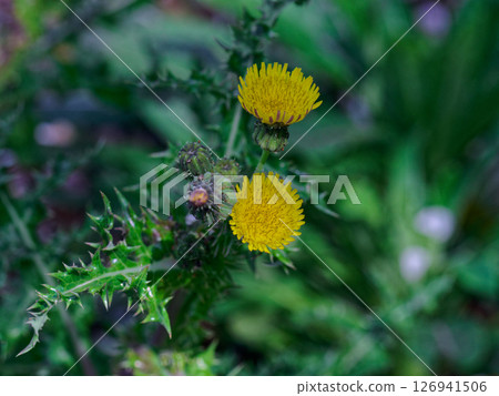 菊科植物 Sowweed 的開花 126941506