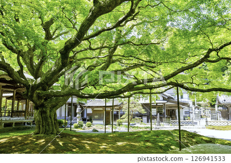 綠樹成蔭的萊山千靈寺（福岡縣絲島市） 126941533