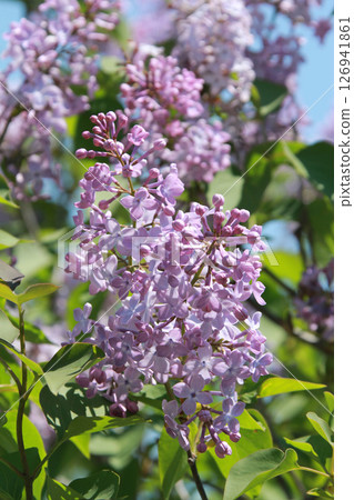 Sapporo Flower Spot Kawashita Park Lilac Lilac Sapporo City Flower 126941861