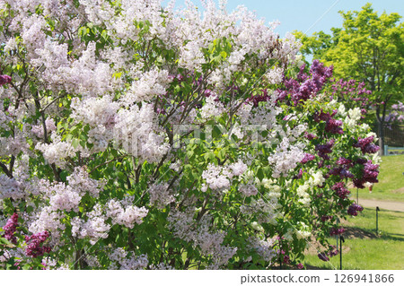 札幌花卉景點 川下公園 丁香花 紫丁香花 札幌市花 126941866
